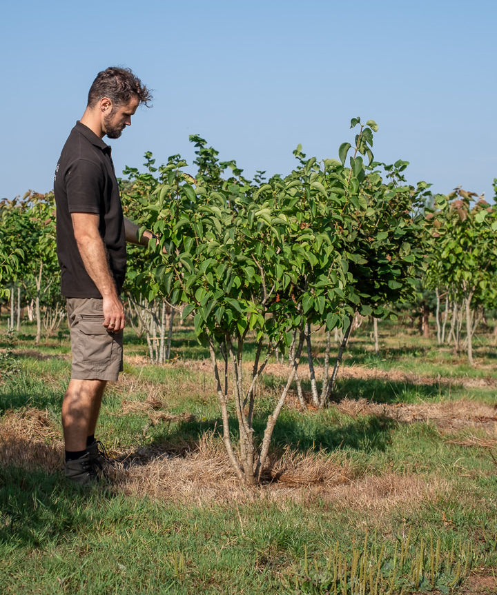 Syringa vulgarus ‘Madame Lemoine’ NWT Products 25 26 0006