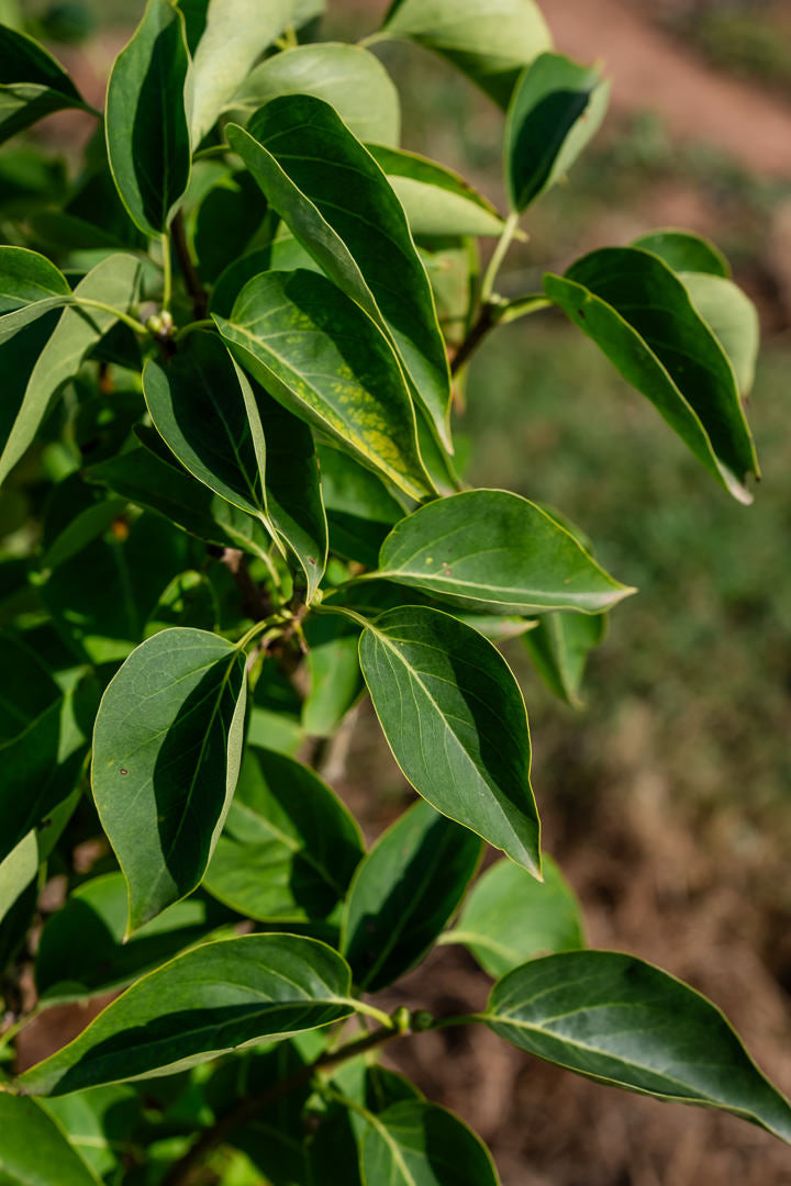 Syringa vulgarus ‘Madame Lemoine’ NWT Products 25 26 0007