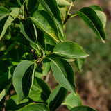 Syringa vulgarus ‘Madame Lemoine’ NWT Products 25 26 0007