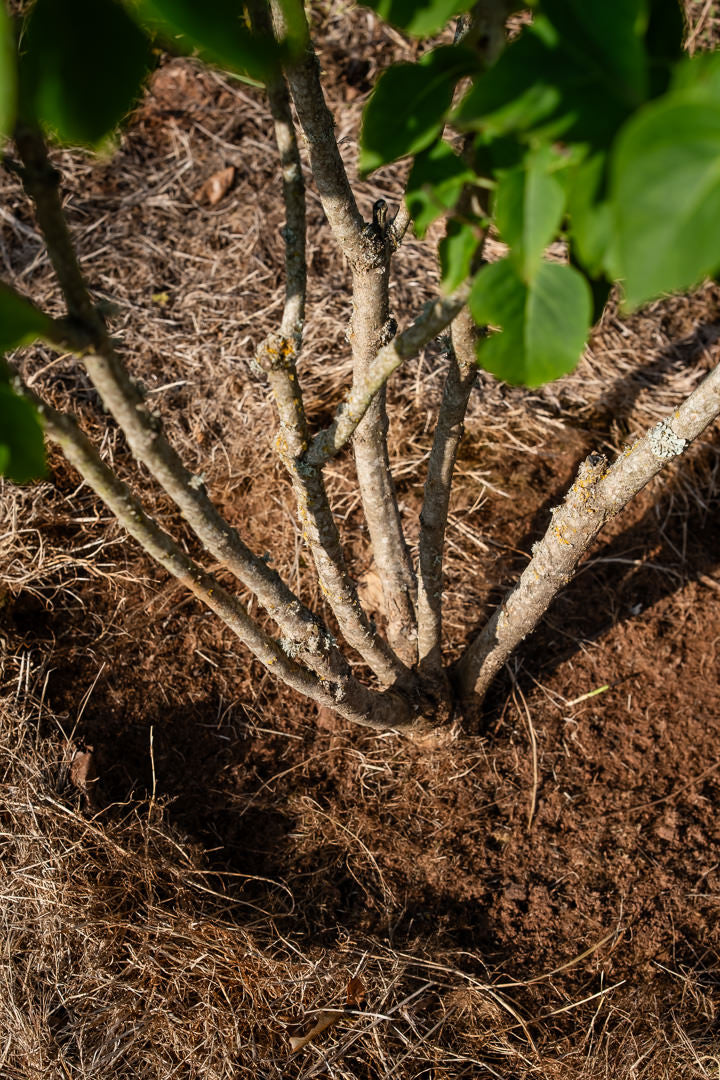 Syringa vulgarus ‘Madame Lemoine’ NWT Products 25 26 0008