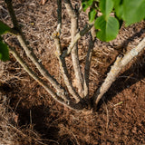 Syringa vulgarus ‘Madame Lemoine’ NWT Products 25 26 0008