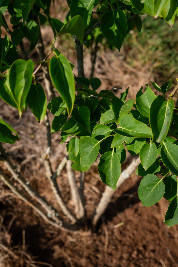 Syringa vulgarus ‘Madame Lemoine’ NWT Products 25 26 0009