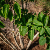 Syringa vulgarus ‘Madame Lemoine’ NWT Products 25 26 0009