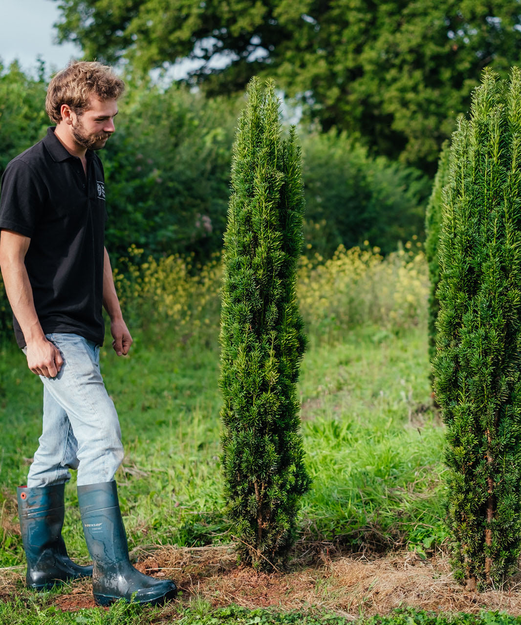 Taxus Baccata Fastigiata Robusta New Wood Trees - 2024 product photos -15_websize