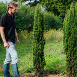 Taxus Baccata Fastigiata Robusta New Wood Trees - 2024 product photos -15_websize