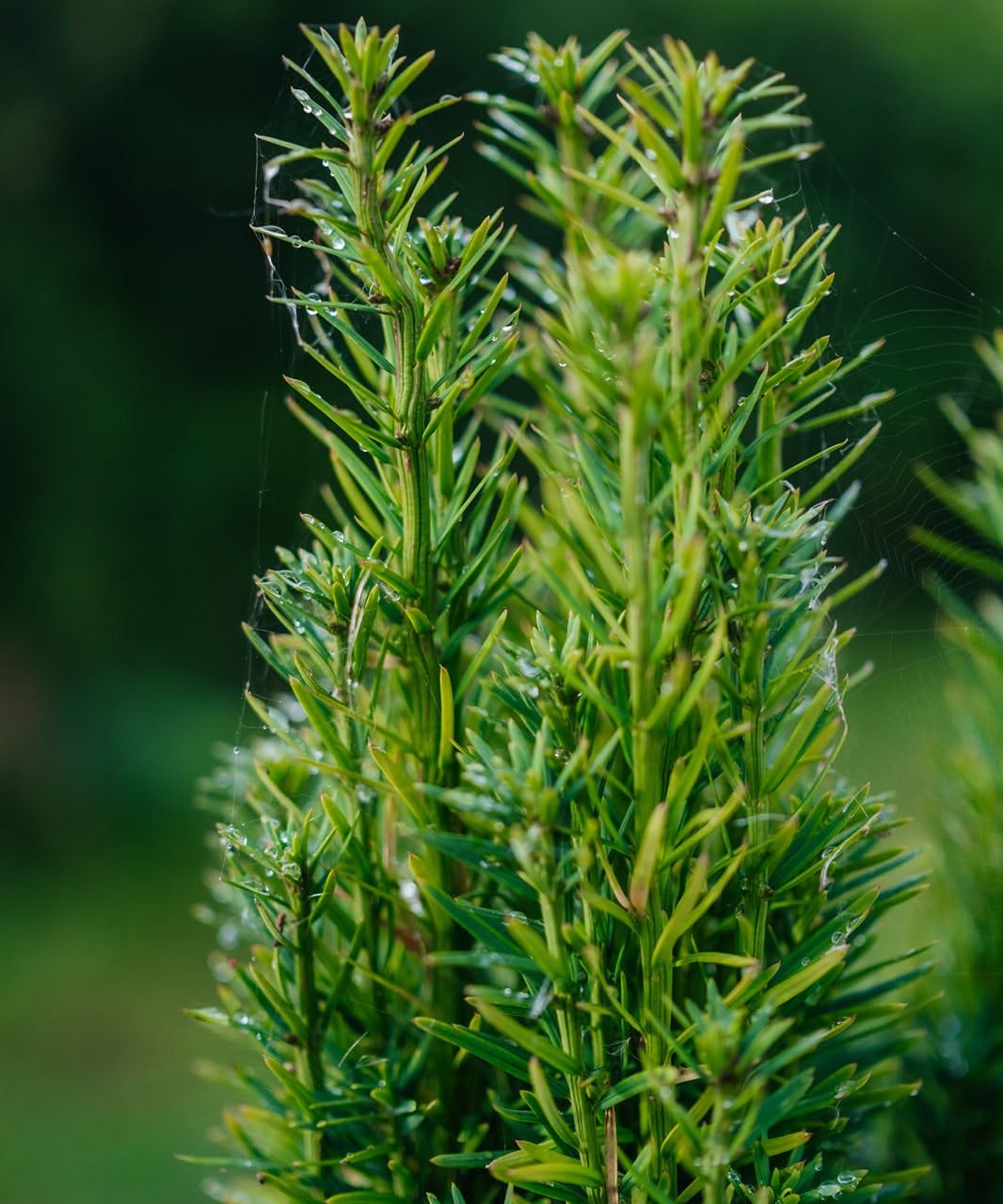Taxus Baccata Fastigiata Robusta New Wood Trees - 2024 product photos -16_websize