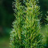 Taxus Baccata Fastigiata Robusta New Wood Trees - 2024 product photos -16_websize