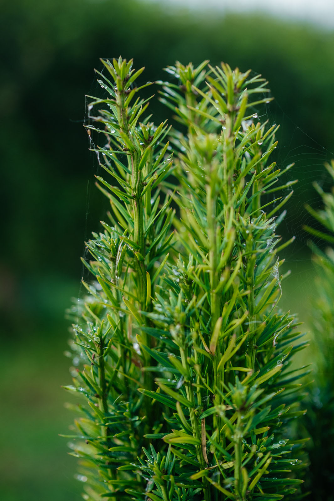 Taxus Baccata Fastigiata Robusta New Wood Trees - 2024 product photos -16_websize