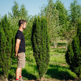 Taxus Baccata 'Fastigiata' New Wood Trees 25 25 0002