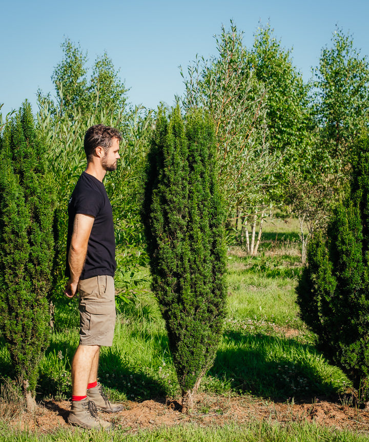 Taxus Baccata 'Fastigiata' New Wood Trees 25 25 0002