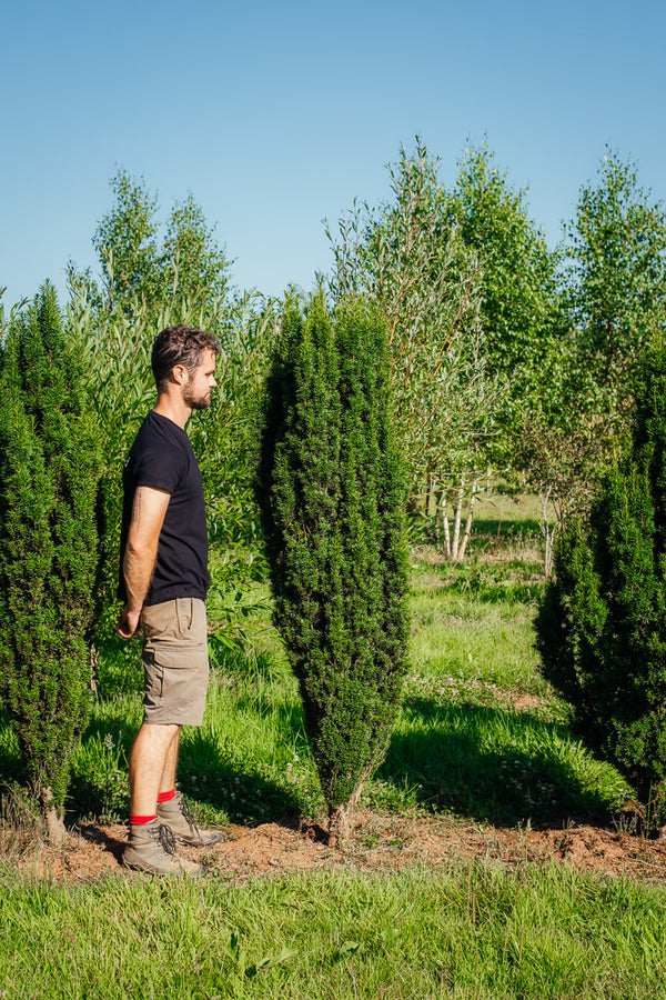 Taxus Baccata 'Fastigiata' New Wood Trees 25 25 0002