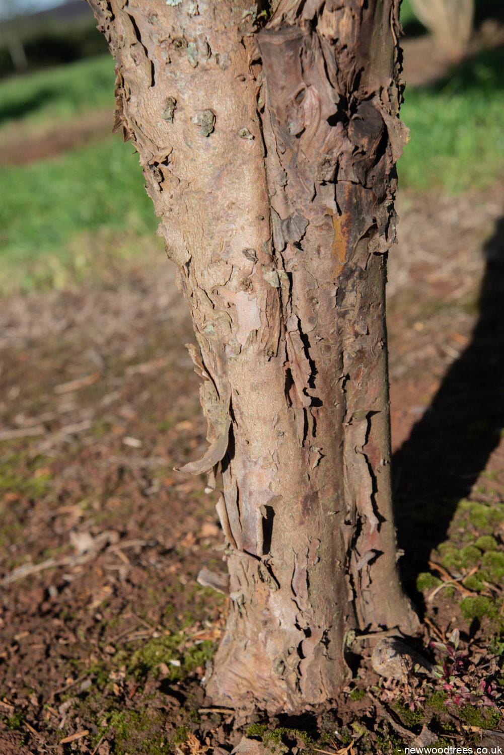 Taxus baccata 1001x1500 1