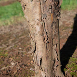 Taxus baccata 1001x1500 1