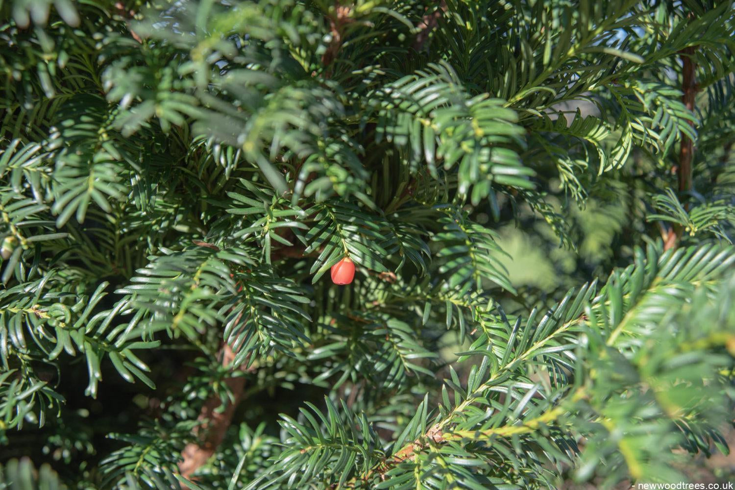 Taxus baccata 2 1500x1001 1