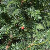 Taxus baccata 2 1500x1001 1