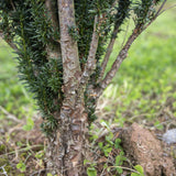Taxus baccata Fastigiata 1 1663x2491 1
