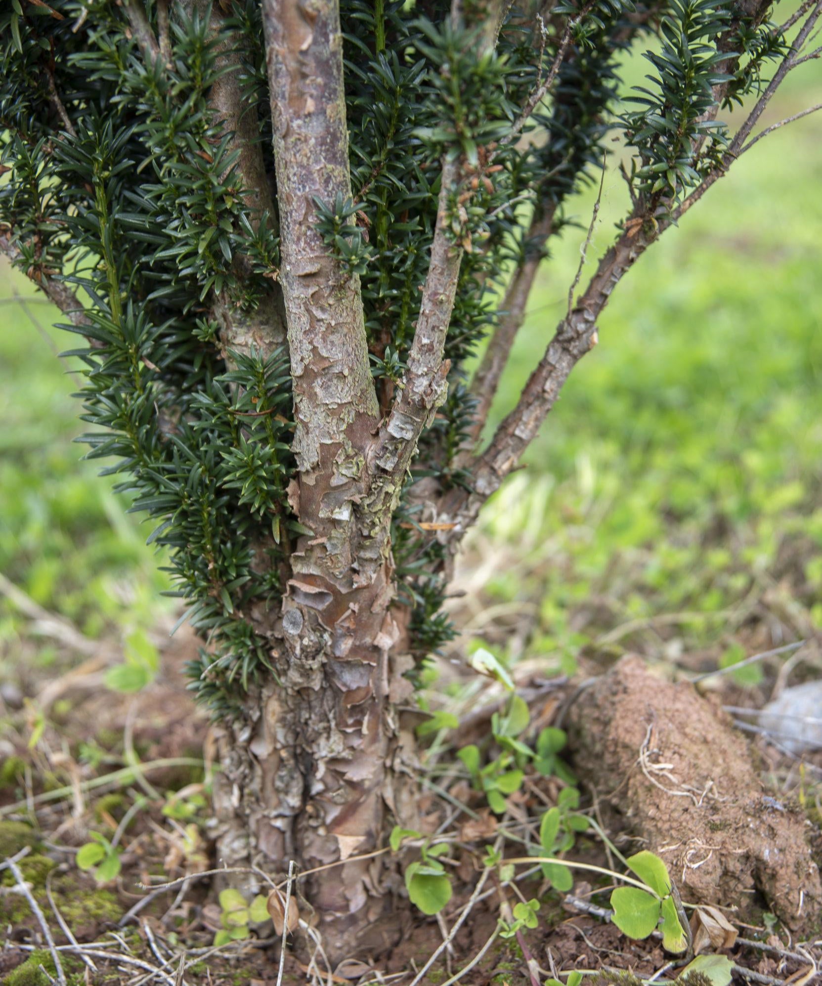 Taxus baccata Fastigiata 1 1663x2491 1