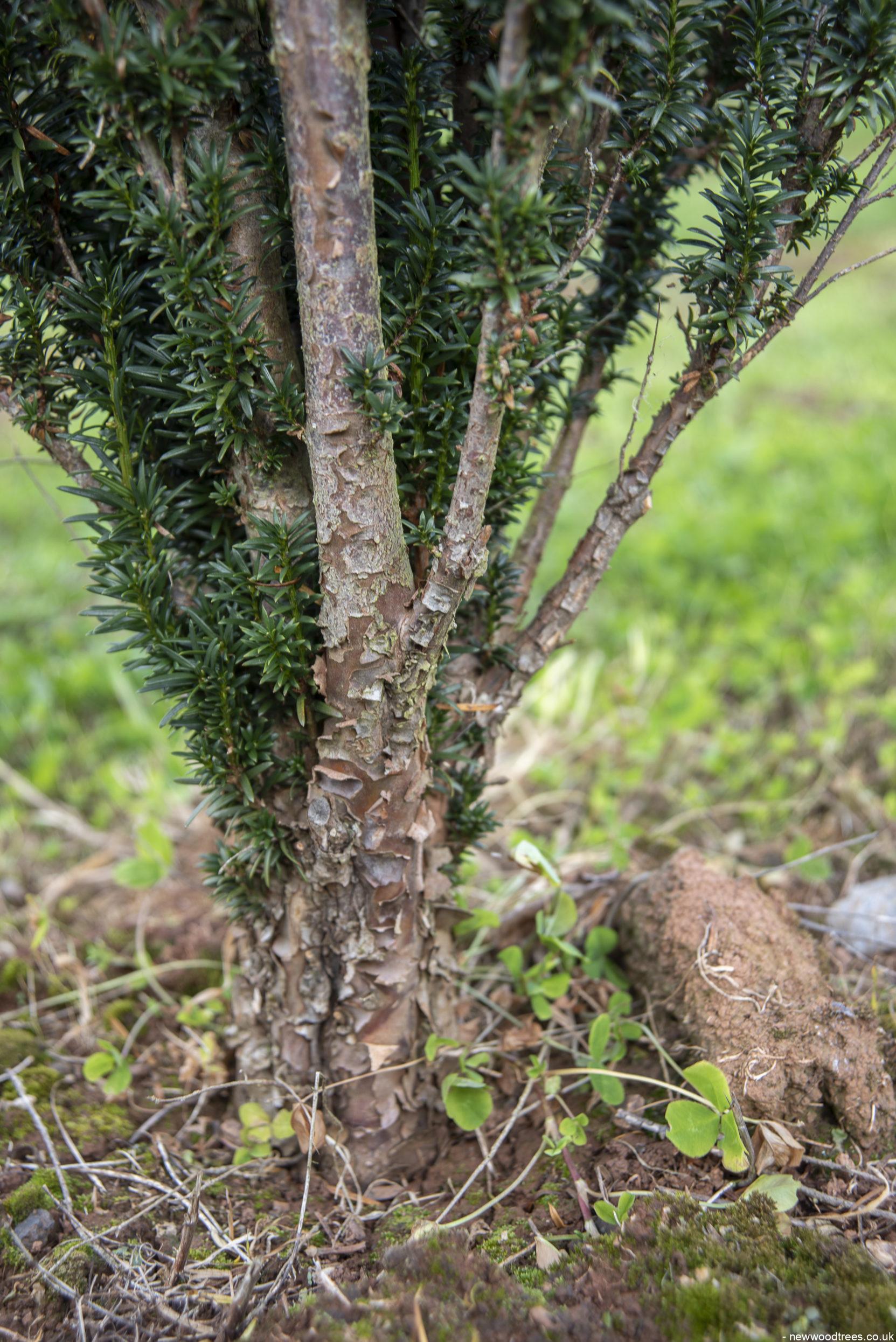 Taxus baccata Fastigiata 1 1663x2491 1