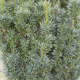 Taxus baccata Fastigiata 2 1663x2491 1
