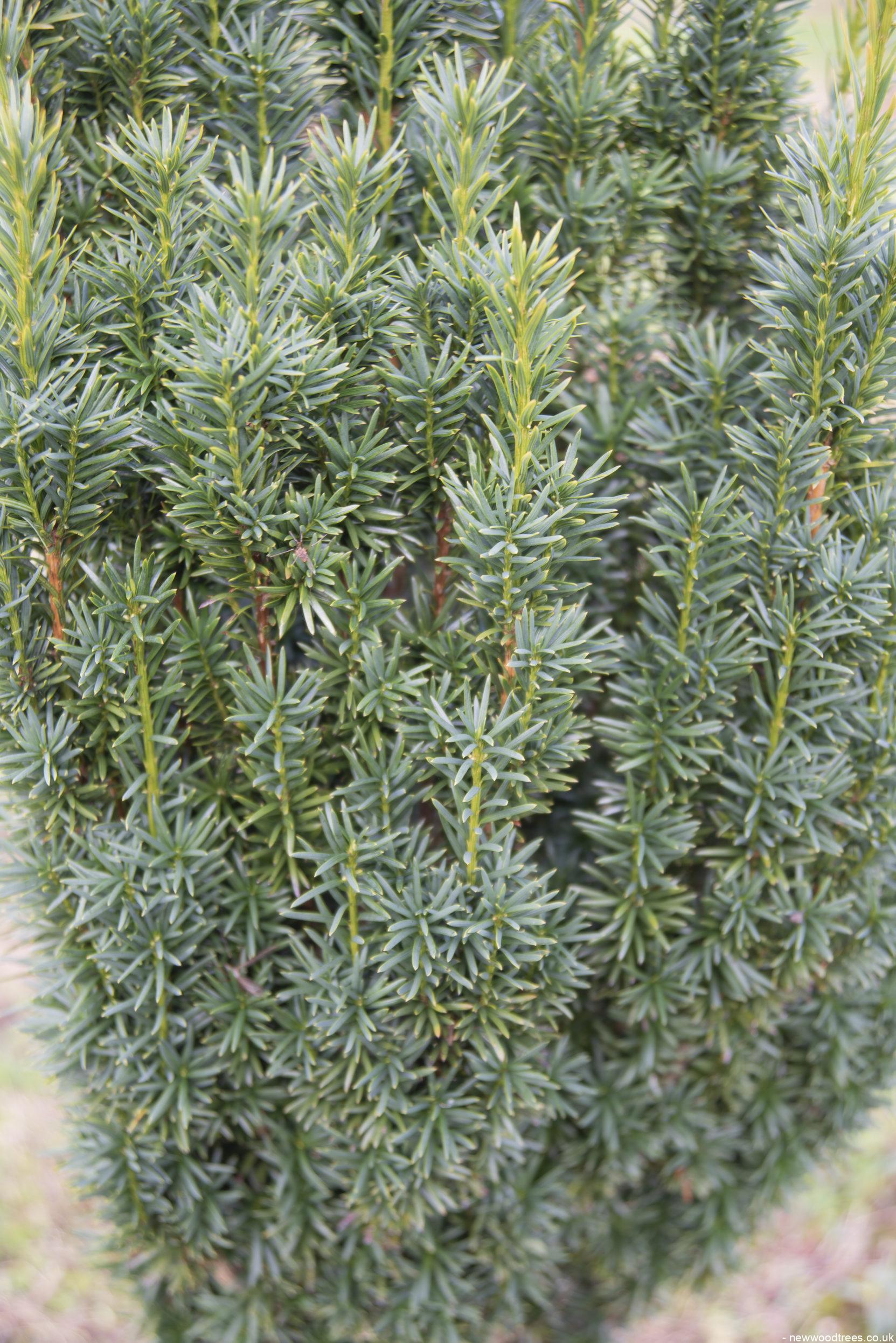 Taxus baccata Fastigiata 2 1663x2491 1