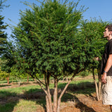 Taxus baccata NWT Products 25 26 0013