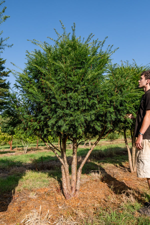 Taxus baccata NWT Products 25 26 0013