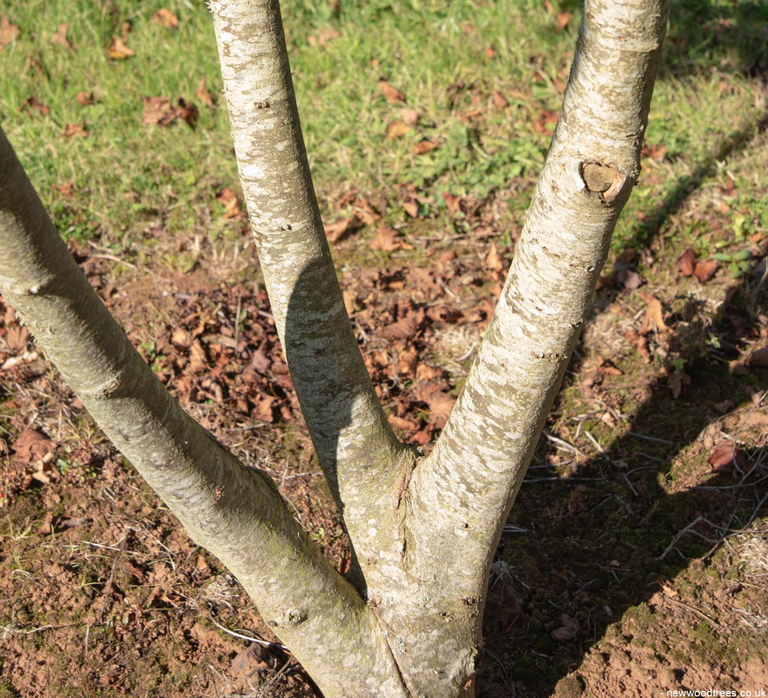 Tilia cordata ‘Winter Orange 1500x1364 1