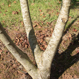 Tilia cordata ‘Winter Orange 1500x1364 1