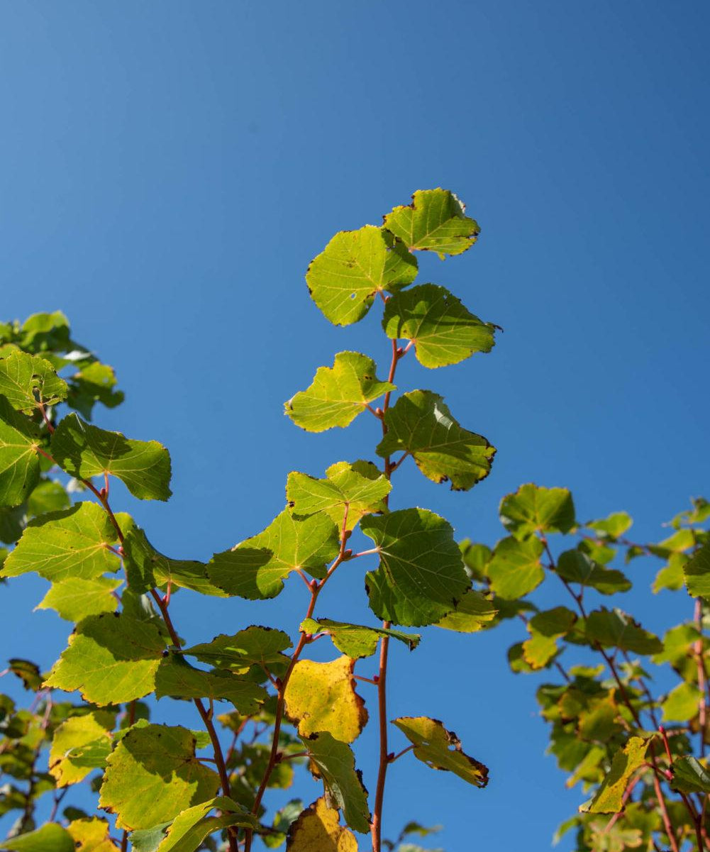 Tilia cordata ‘Winter Orange 2 1001x1500 1