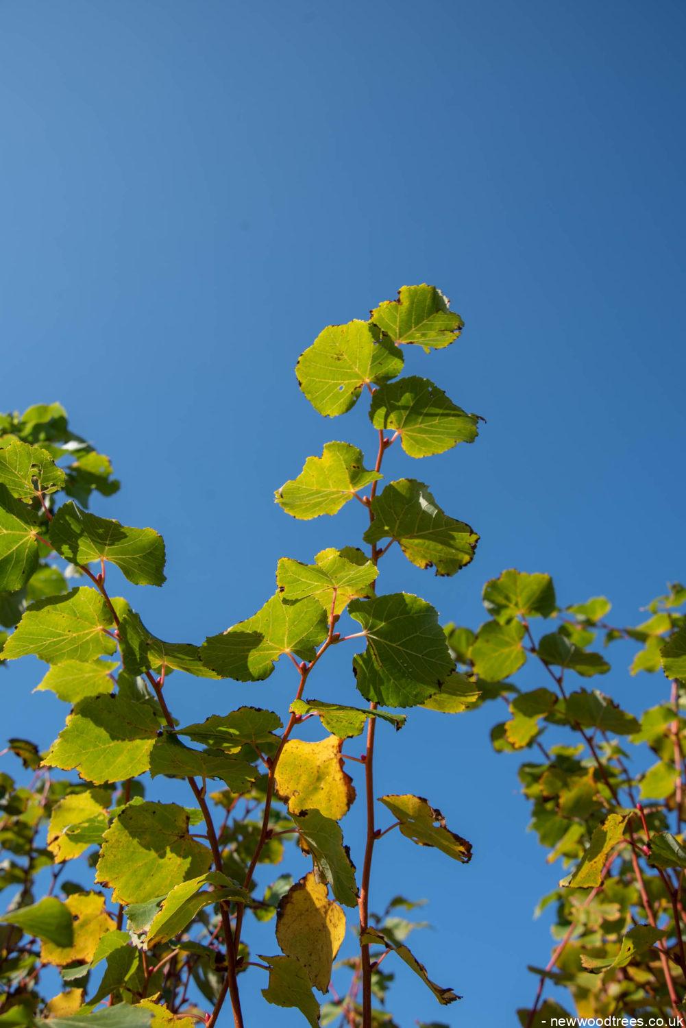 Tilia cordata ‘Winter Orange 2 1001x1500 1