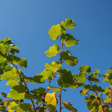 Tilia cordata ‘Winter Orange 2 1001x1500 1
