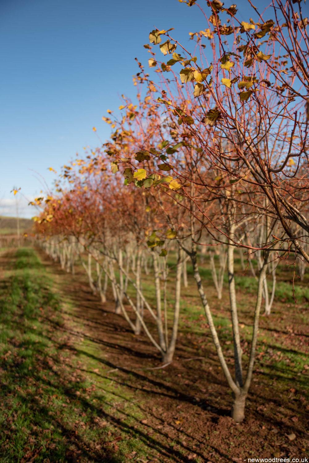 Tilia cordata ‘Winter Orange 5 1001x1500 1