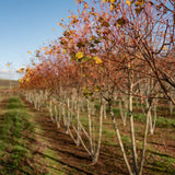 Tilia cordata ‘Winter Orange 5 1001x1500 1