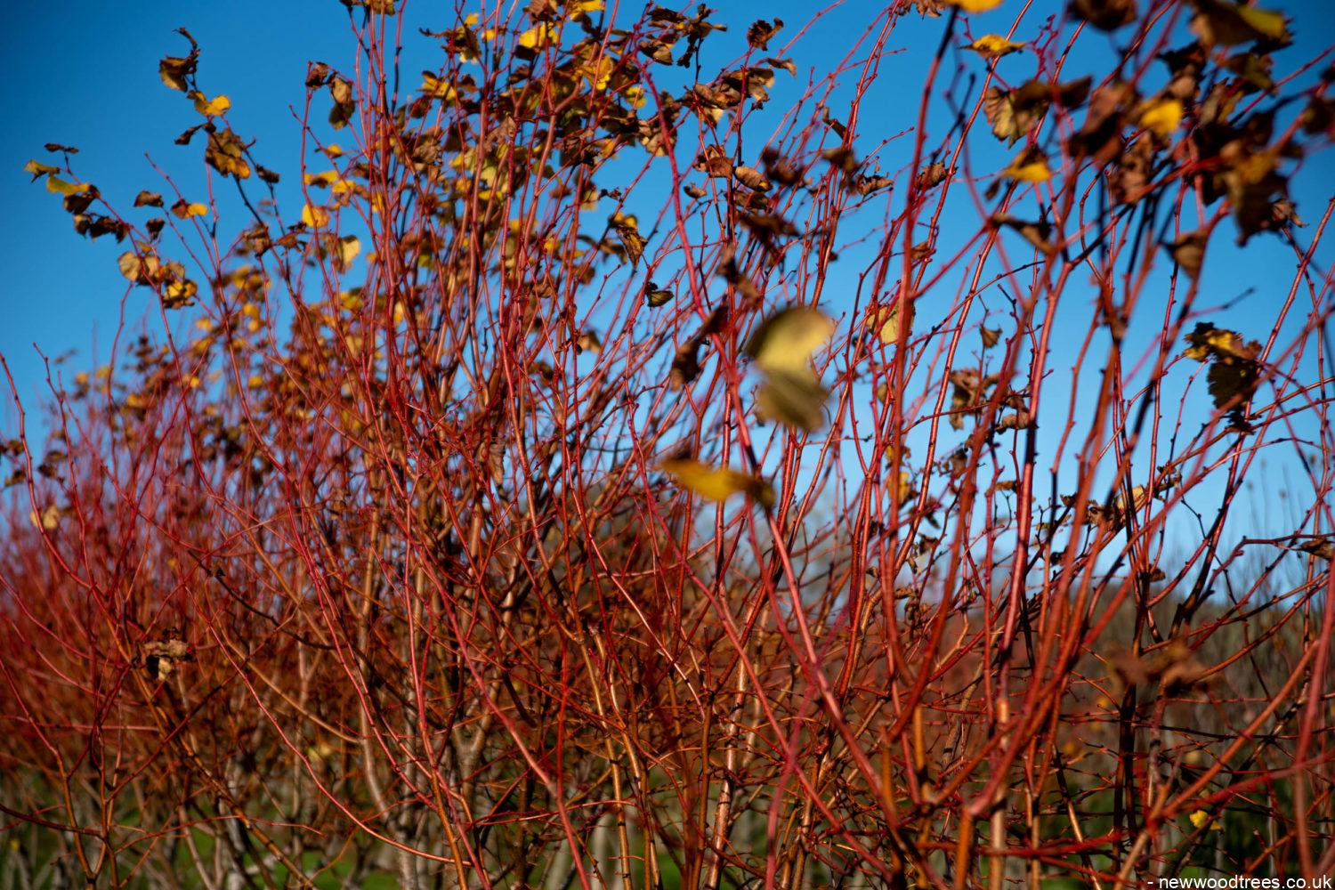 Tilia cordata ‘Winter Orange 7 1500x1001 1