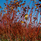 Tilia cordata ‘Winter Orange 7 1500x1001 1