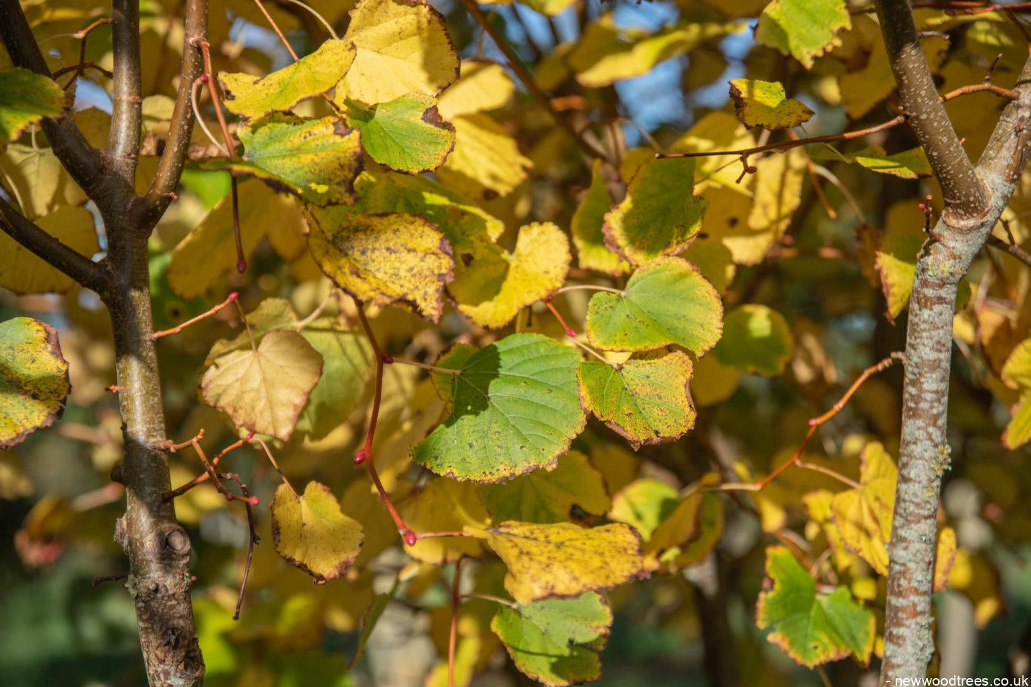 Tilia cordata ‘Winter Orange 8 1500x1001 1
