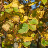 Tilia cordata ‘Winter Orange 8 1500x1001 1