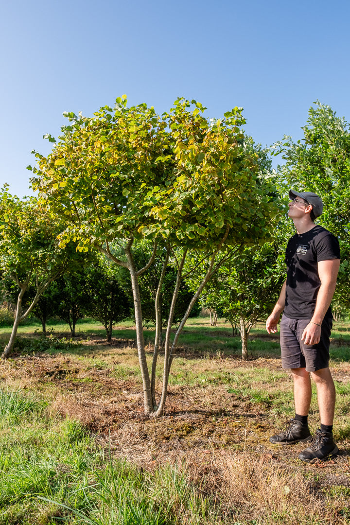 Tilia cortada 'Winter Orange' NWT Products 25 26 0003