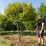 Tilia cortada 'Winter Orange' NWT Products 25 26 0003