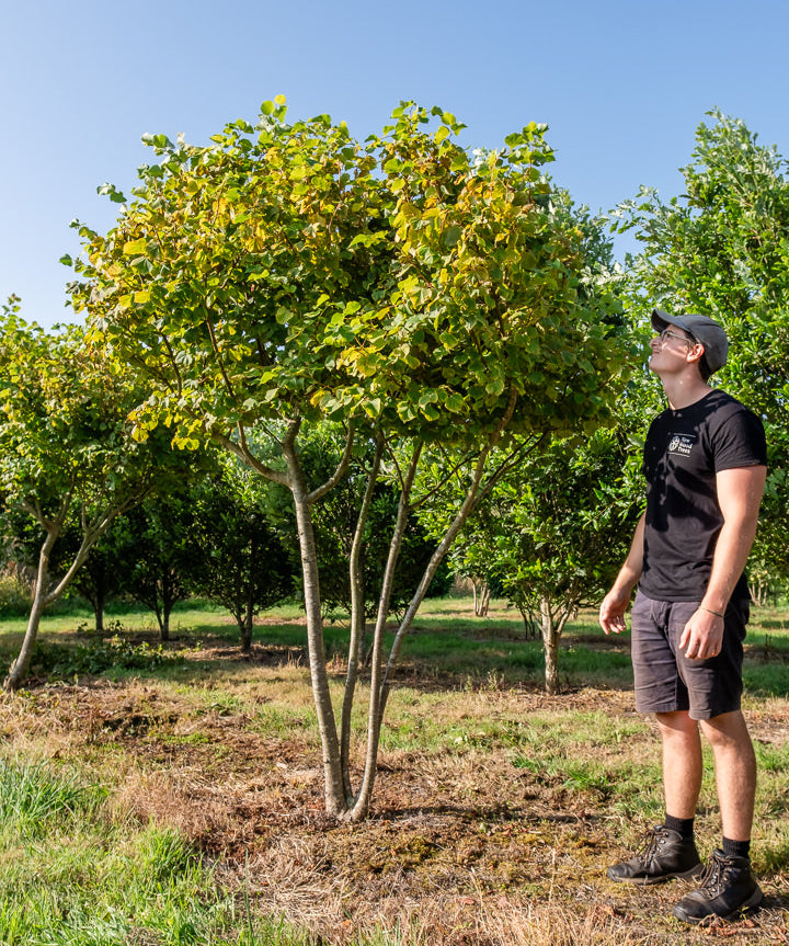 Tilia cortada 'Winter Orange' NWT Products 25 26 0003