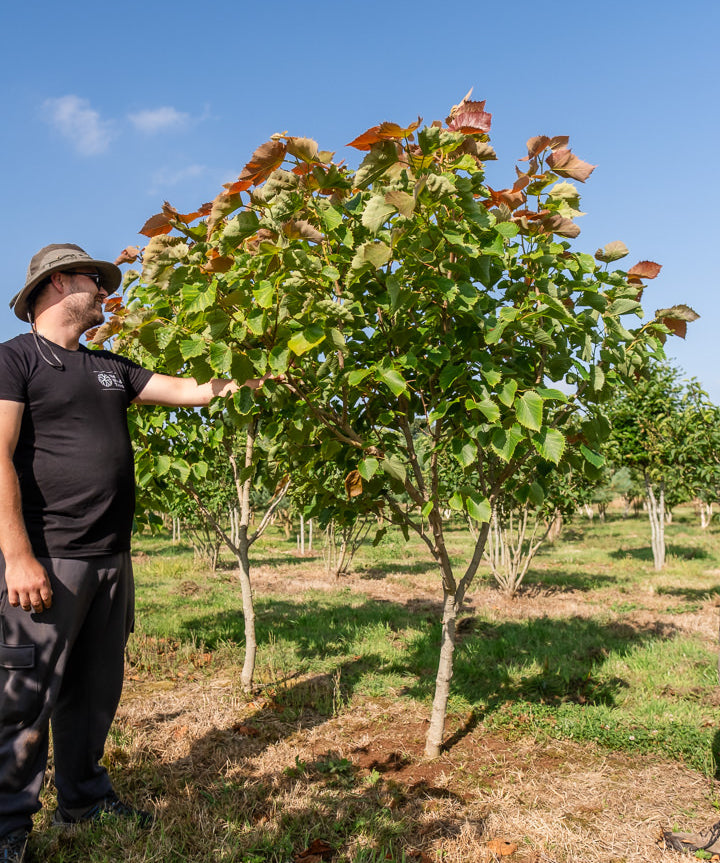 Tilia henryana NWT Products 25 26 0004