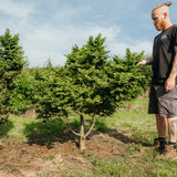 Ulmus minor 'Jacqueline Hillier' NWT Products 25 26 0004