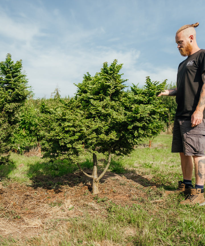 Ulmus minor 'Jacqueline Hillier' NWT Products 25 26 0004