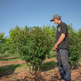 Viburnum bodnantense dawn