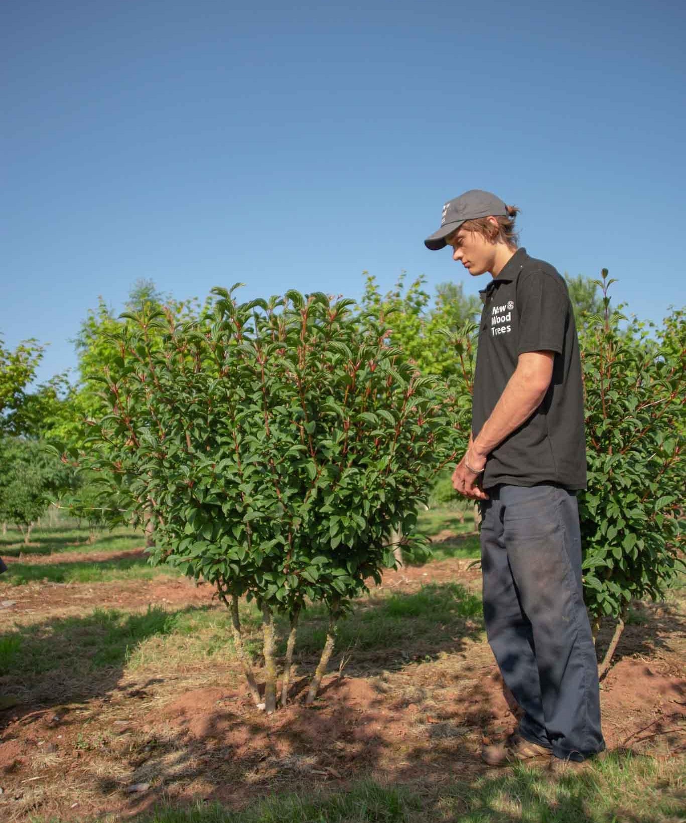 Viburnum bodnantense dawn