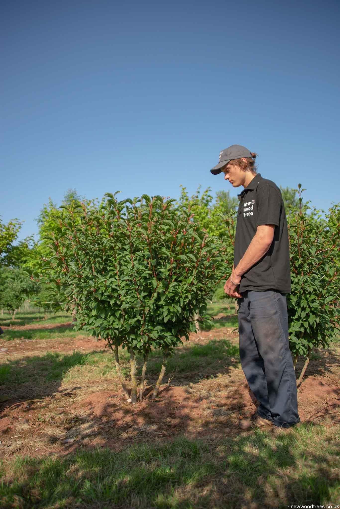 Viburnum bodnantense dawn