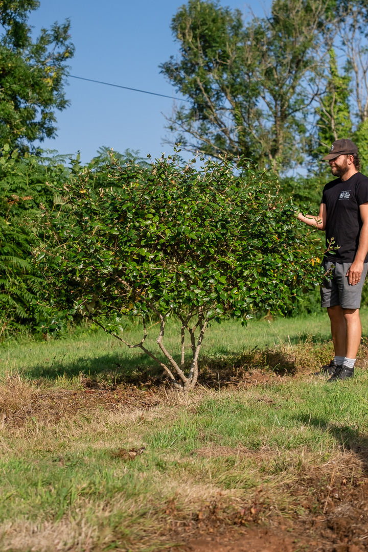 Viburnum burkwoodii NWT Products 25 26 0006