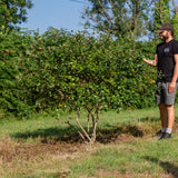 Viburnum burkwoodii NWT Products 25 26 0006