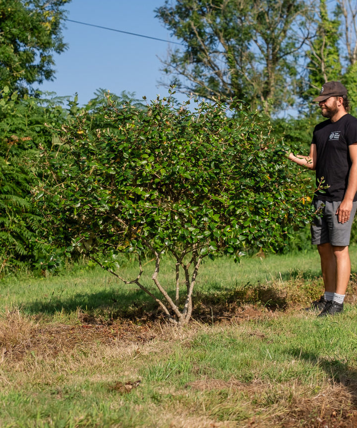 Viburnum burkwoodii NWT Products 25 26 0006