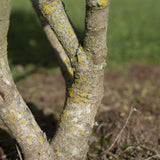 Viburnum carcephallum 4 1 1663x2491 1